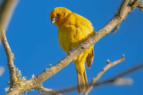 birds   colourful closer   equator study proves