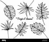 Tropicales Leaves Feuilles Alamyimages Sauver sketch template