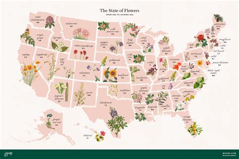 official   state flowers list bouqs blog