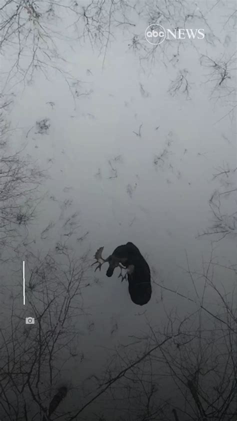 abc news  twitter rare sighting drone footage captured  moment  moose shed