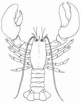 Lobster Drawing Simple Getdrawings sketch template