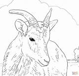 Sheep Coloring Horn Big Bighorn Female Pages Printable Dall Color Horns Online Drawing Print Click Designlooter Version Supercoloring Find Compatible sketch template