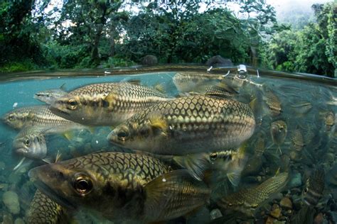 underwater pictures  freshwater fish