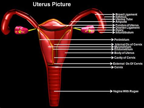 manash subhaditya edusoft human female reproductive organs and