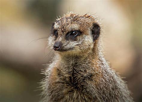 wet meerkat photograph by levana sietses