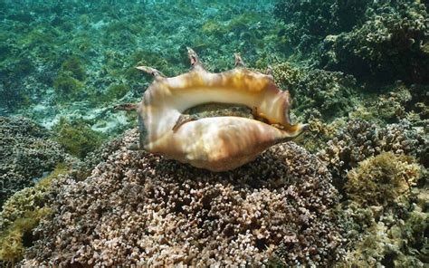 son las conchas de mar  por  debes dejarlas en la playa acuario michin puebla
