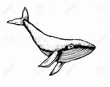 Bowhead Drawn Disegnato Vettore Azione Balena Scarabocchio Getdrawings Gekritzel Gezeichnetes Vorrat Wals Whales Vola Nello sketch template