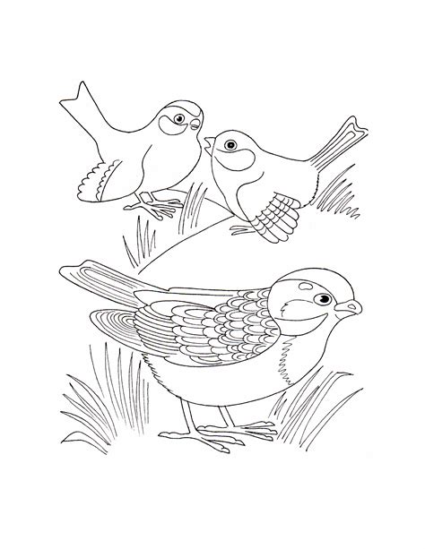 birds coloring pages coloring home