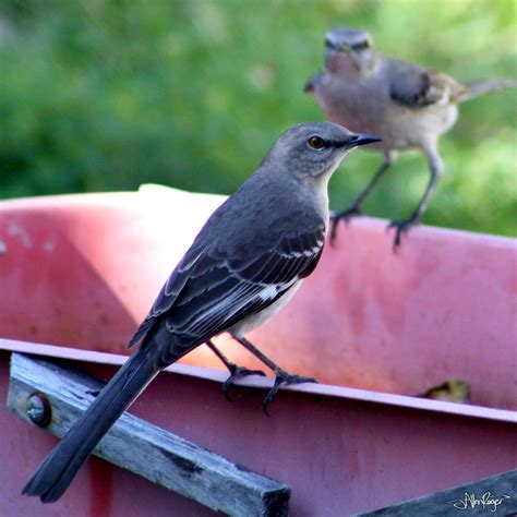 bird  floridas state bird  april   today