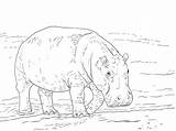 Colorare Ippopotami Hippopotames Printmania sketch template