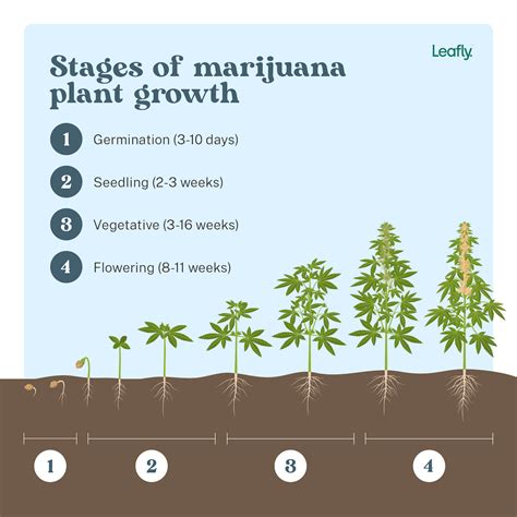 stages  marijuana plant growth