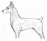 Doberman Coloring Pages Pinscher Amazing Getdrawings Getcolorings Color sketch template