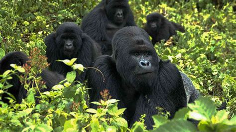 like humans do gorillas form complex societies with tiers