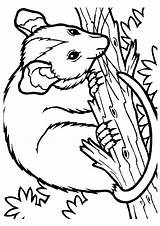 Possum Coloring Pages Animals Color Printable Kids Opossum Magic Coloringpagesforadult Animal Book Clipart Print Sheets Categories Wood Colouring Books Adults sketch template