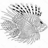 Lionfish Drawing Illustration Stock Paintingvalley Drawings sketch template