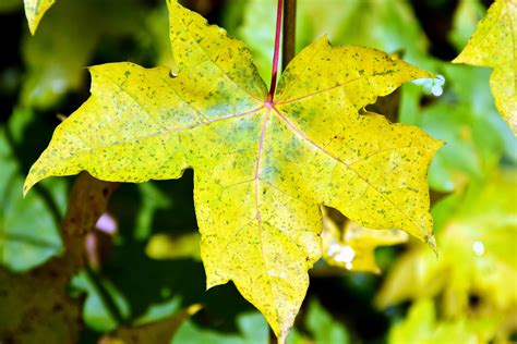 picture leaf nature flora autumn tree plant green leaves macro