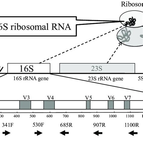 schema  ribosome complex   rrna gene  white  grey