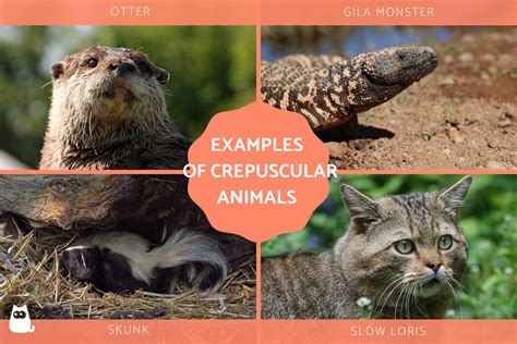 crepuscular animals examples  animals active  twilight
