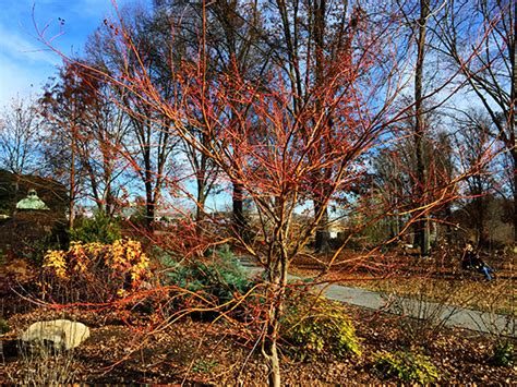 Ut Gardens January 2017 Plant Of The Month Japanese Maple