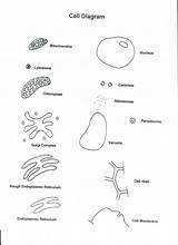 Cell Coloring Worksheet Cells Human Alive Answer Key Plant Popular Chessmuseum sketch template