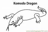 Komodos Coloring Printable Color Pages Online Reptile sketch template