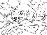 Possum Australie Toupty Coloriages Coloriage sketch template