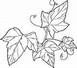 Ivy Efeu Blumen Ausmalbild sketch template