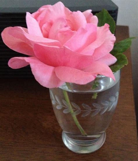 Florida Rose Glass Vase Rose Decor