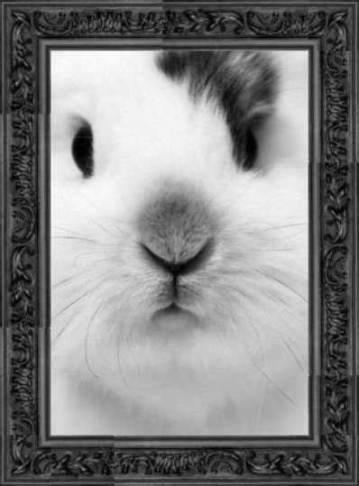 bunny face pictures   images  facebook tumblr pinterest  twitter