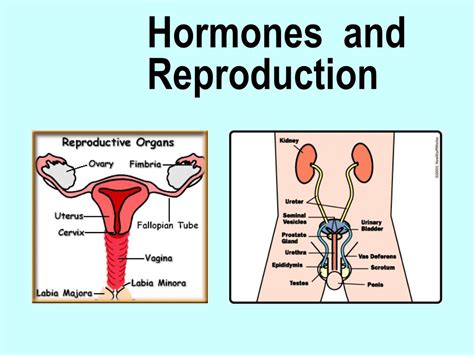 Ppt Hormones And Reproduction Powerpoint Presentation Free Download