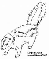 Skunk Coloring Striped Color Colorluna sketch template