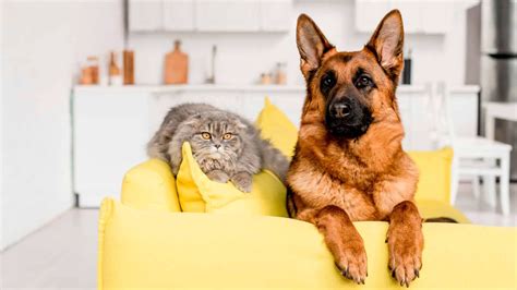 Are German Shepherds Good With Cats [2022 Guide]