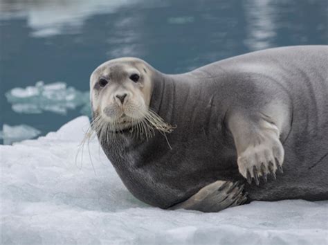 seal  walrus history   interesting facts