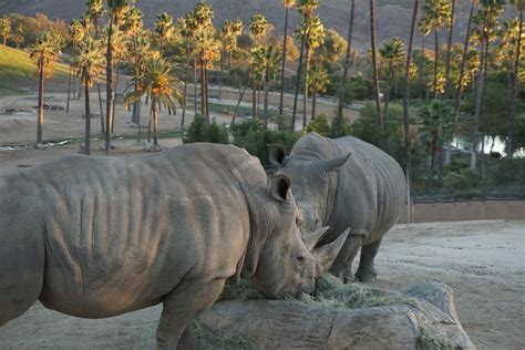 san diego zoo safari park  escondido california kid friendly attractions trekaroo