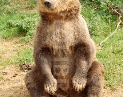 european brown bear sitting upjpeg  pixels bears