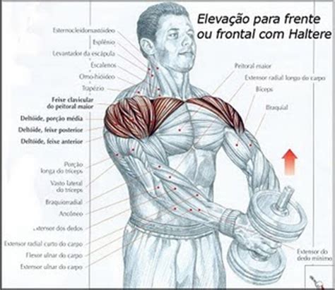 elevacao frontal  halteres mapa de exercicios  musculacao