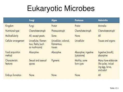 ppt eukaryotic microbes powerpoint presentation free download id
