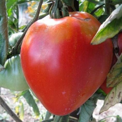 graines de tomates coeur de boeuf en vente en ligne