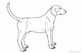Hound Coloring Pages Dog Printable Adults Kids sketch template