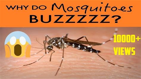 mosquitoes buzz  ear  night remedy  tips  rid  mosquitoes youtube