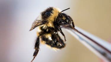 hunt   arctic bee  planets advance experiment  climate