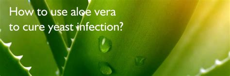 Does Aloe Vera Cure Yeast Infection Beat Candida