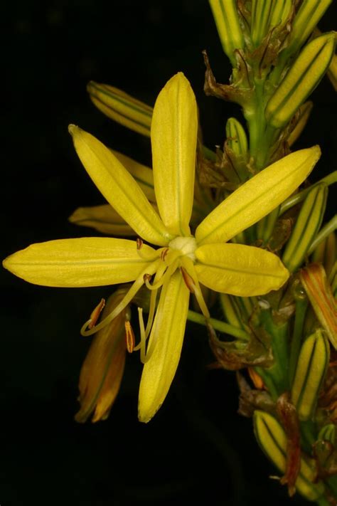 asphodeline lutea rchb yellow asphodel king s spear hastula regia