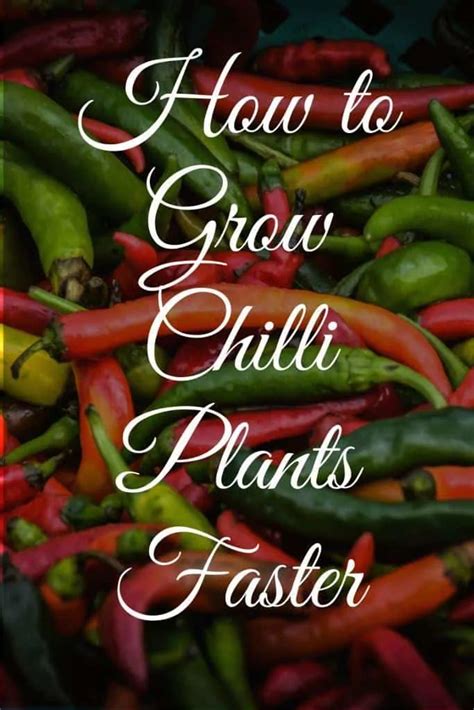 grow chili pepper plants faster  seeds garden bagan