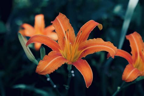 Free Images Botany Nepenthe Day Lily Flower Orange Lily Daylily
