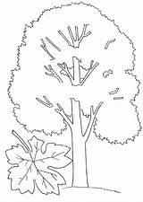 Maple Coloring Pages Coloringtop sketch template