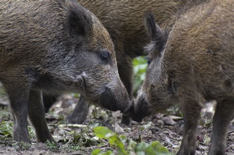 umwelt invasion der wildschweine bayernkurier