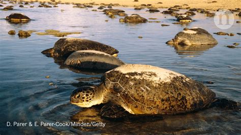 Turtle Sex Skewed By Rising Temperatures Research Highlights