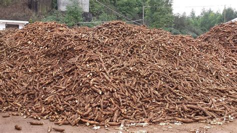cassava  improved starch youtube