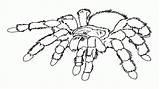 Spider Coloring Pages Tarantula Web Printable Print Kids Cute Clipart Drawing Color Carnage Spiders Big Book Spiderman Library Getdrawings Getcolorings sketch template